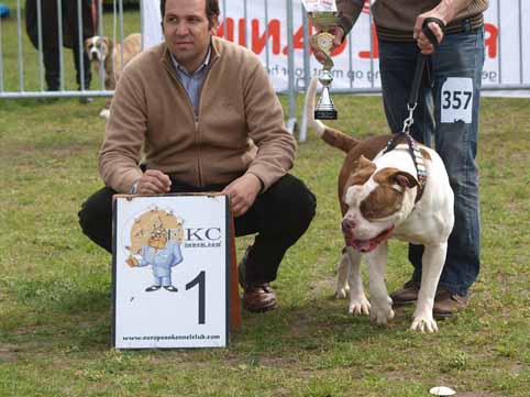 american bulldog darkenwald